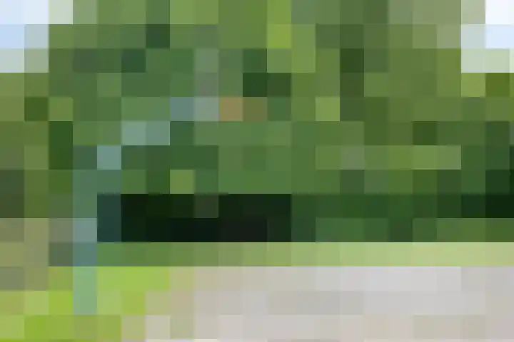 Tweeschaar 19 Bant thumbnail 41