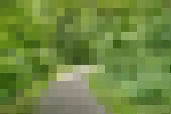 Tweeschaar 19 Bant thumbnail 42