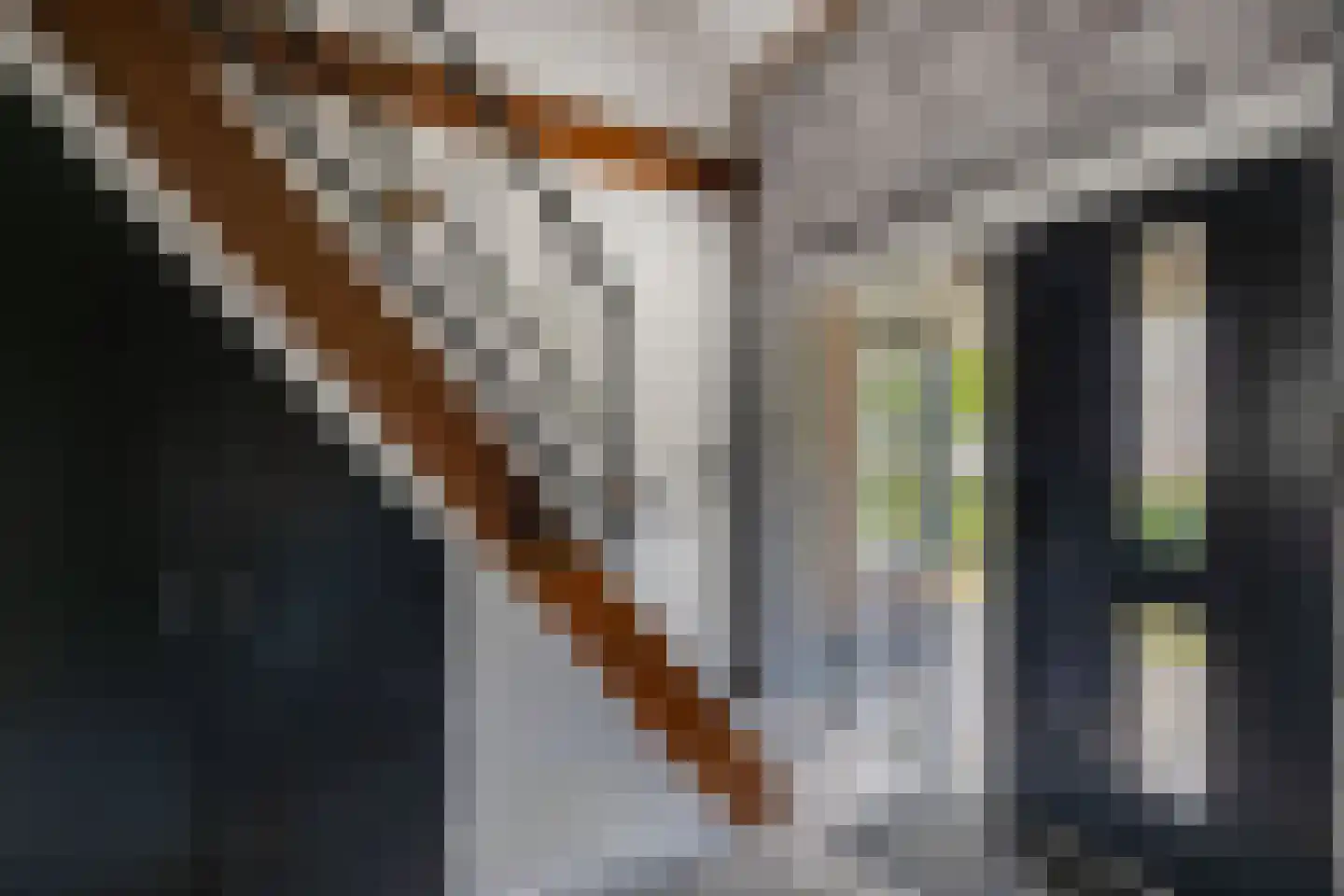 Tweeschaar 28 Bant thumbnail 17