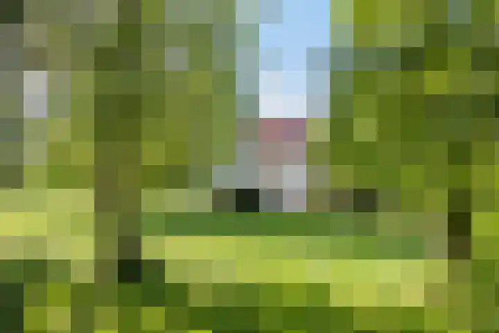 Twelloseweg 3 Terwolde thumbnail 62