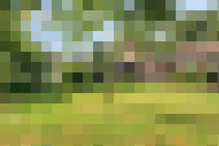Twickelerweg 13 Ambt Delden thumbnail 31