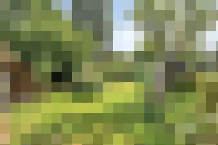 Twickelerweg 13 Ambt Delden thumbnail 34