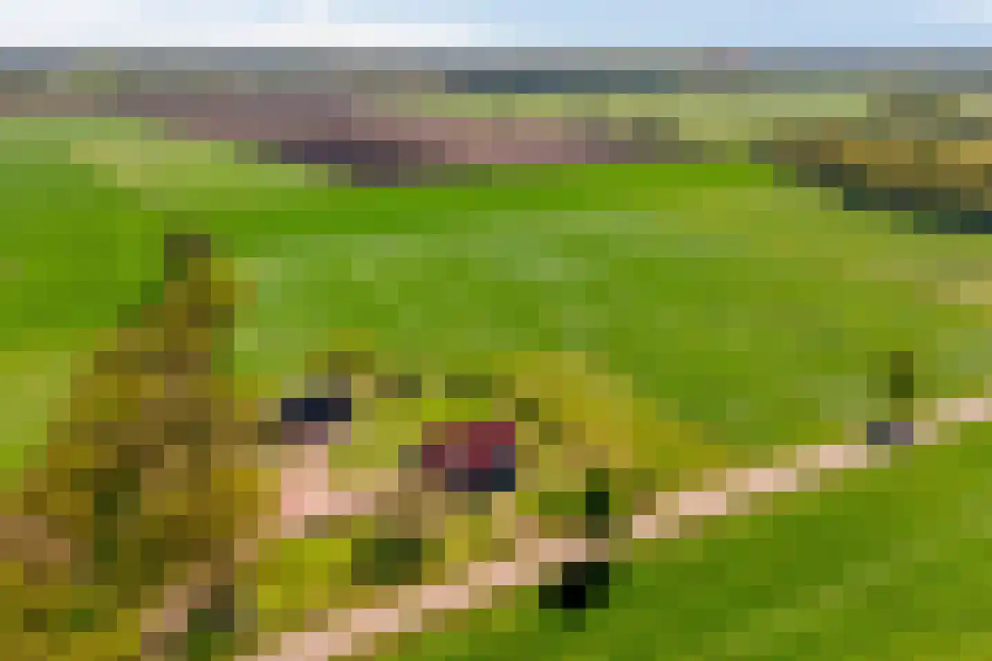 Twikkelerweg 8 Markelo thumbnail 68