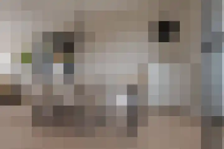 Twistvlietpad 11 Zwolle thumbnail 10