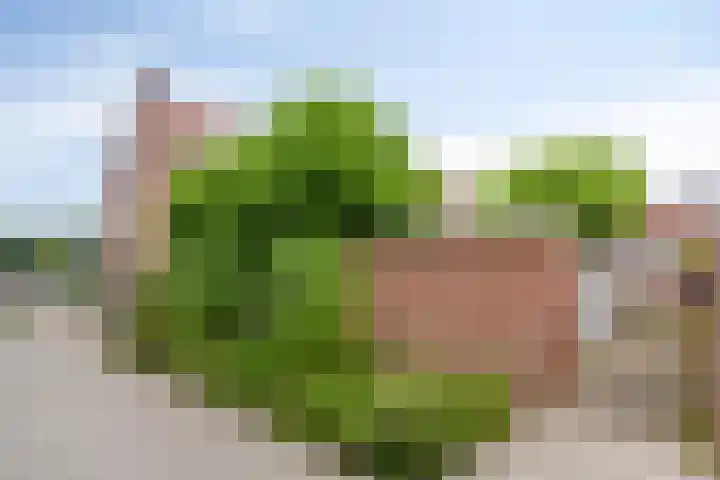 Tymonskroft 24 Egmond-Binnen thumbnail 44
