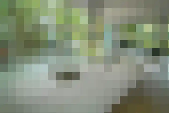 Tywert 6 Wommels thumbnail 14