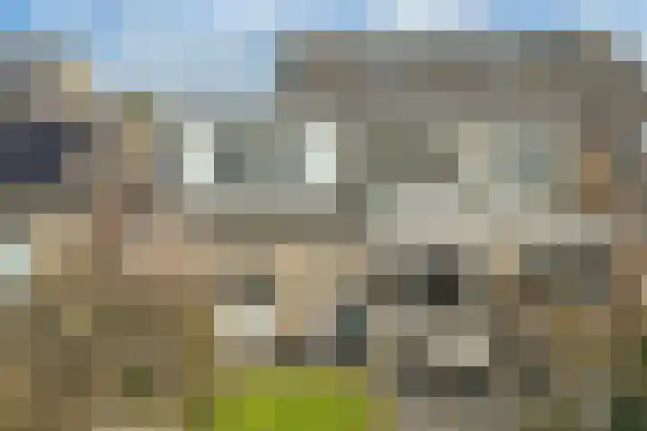 Tywert 6 Wommels thumbnail 46