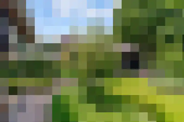 Uddelerweg 52 Elspeet thumbnail 5