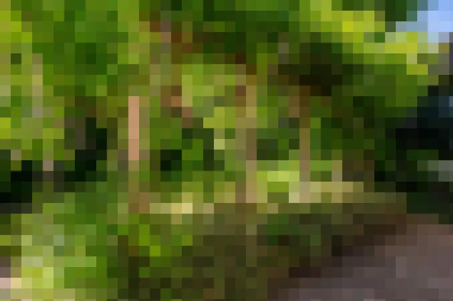 Ugchelsegrensweg 183 Ugchelen thumbnail 23