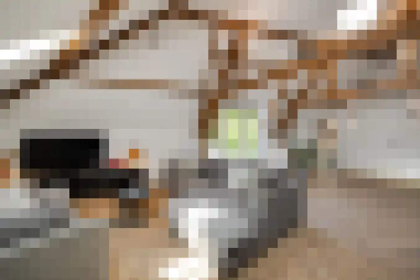 Uilenburg 14 's-Hertogenbosch thumbnail 5
