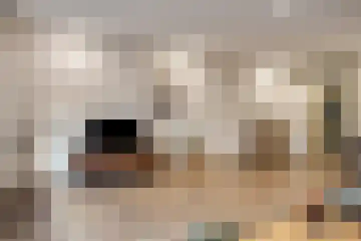 Uilendonk 16 Veghel thumbnail 8