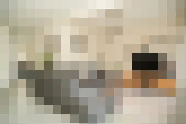 Uilendonk 18 Veghel thumbnail 6