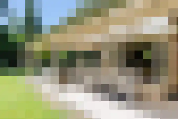 Uilenpad 47 Haaren thumbnail 25
