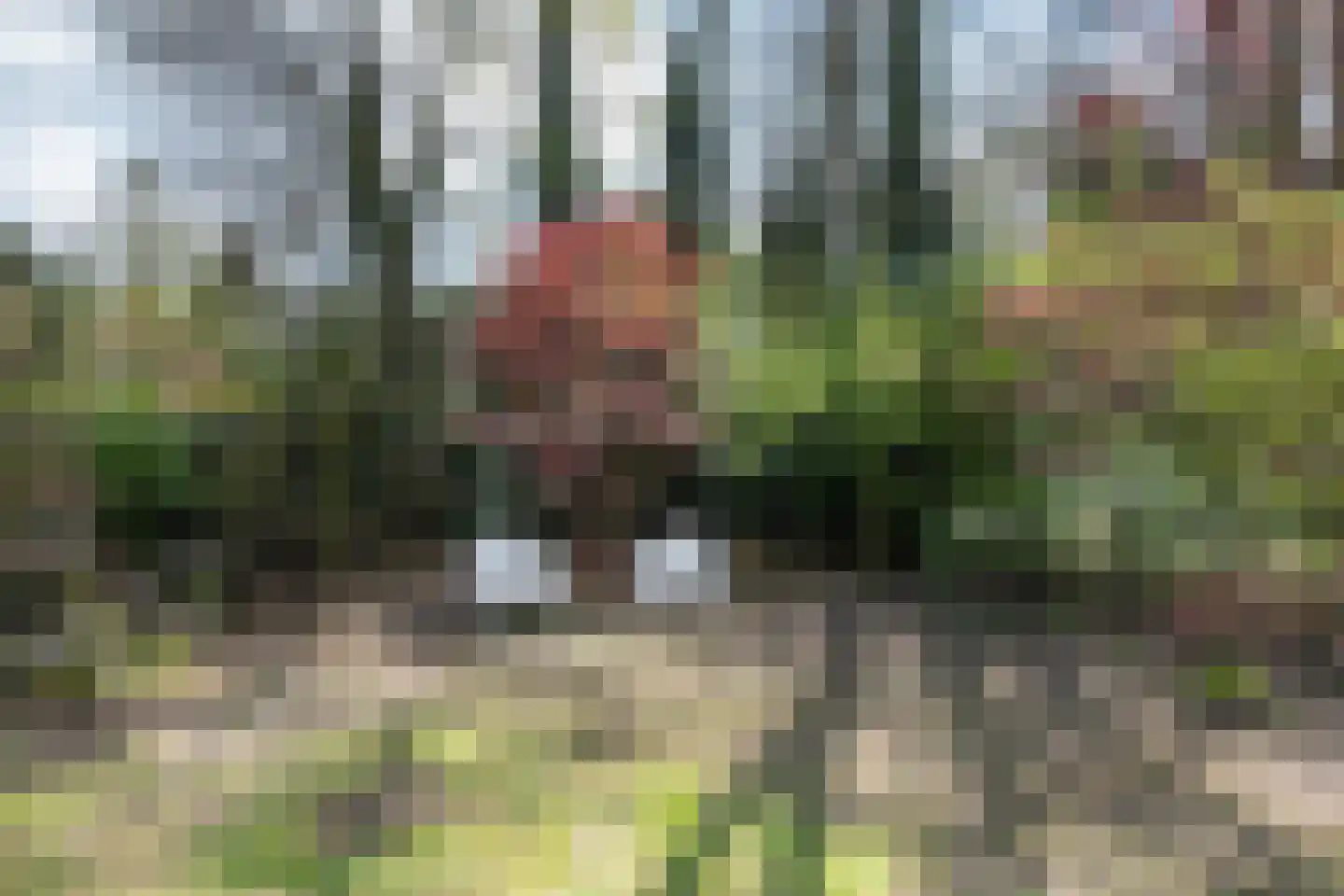 Uilenpad Haaren thumbnail 11