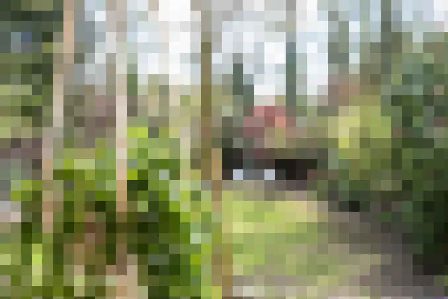 Uilenpad Haaren thumbnail 4
