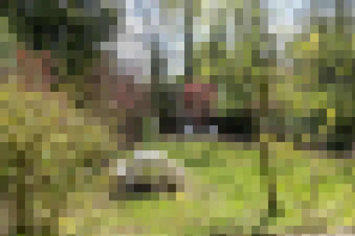 Uilenpad Haaren thumbnail 6