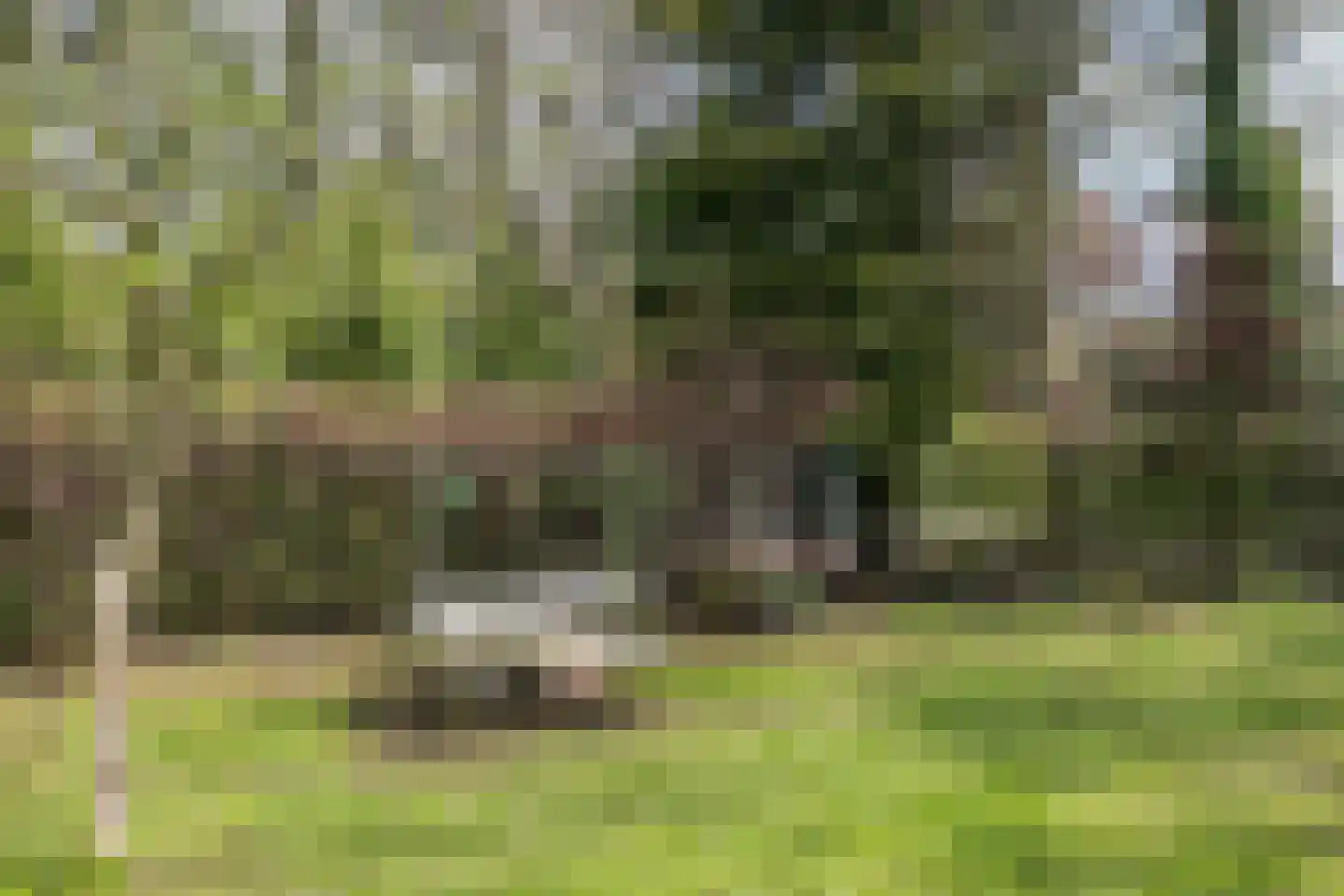 Uilenpad Haaren thumbnail 9