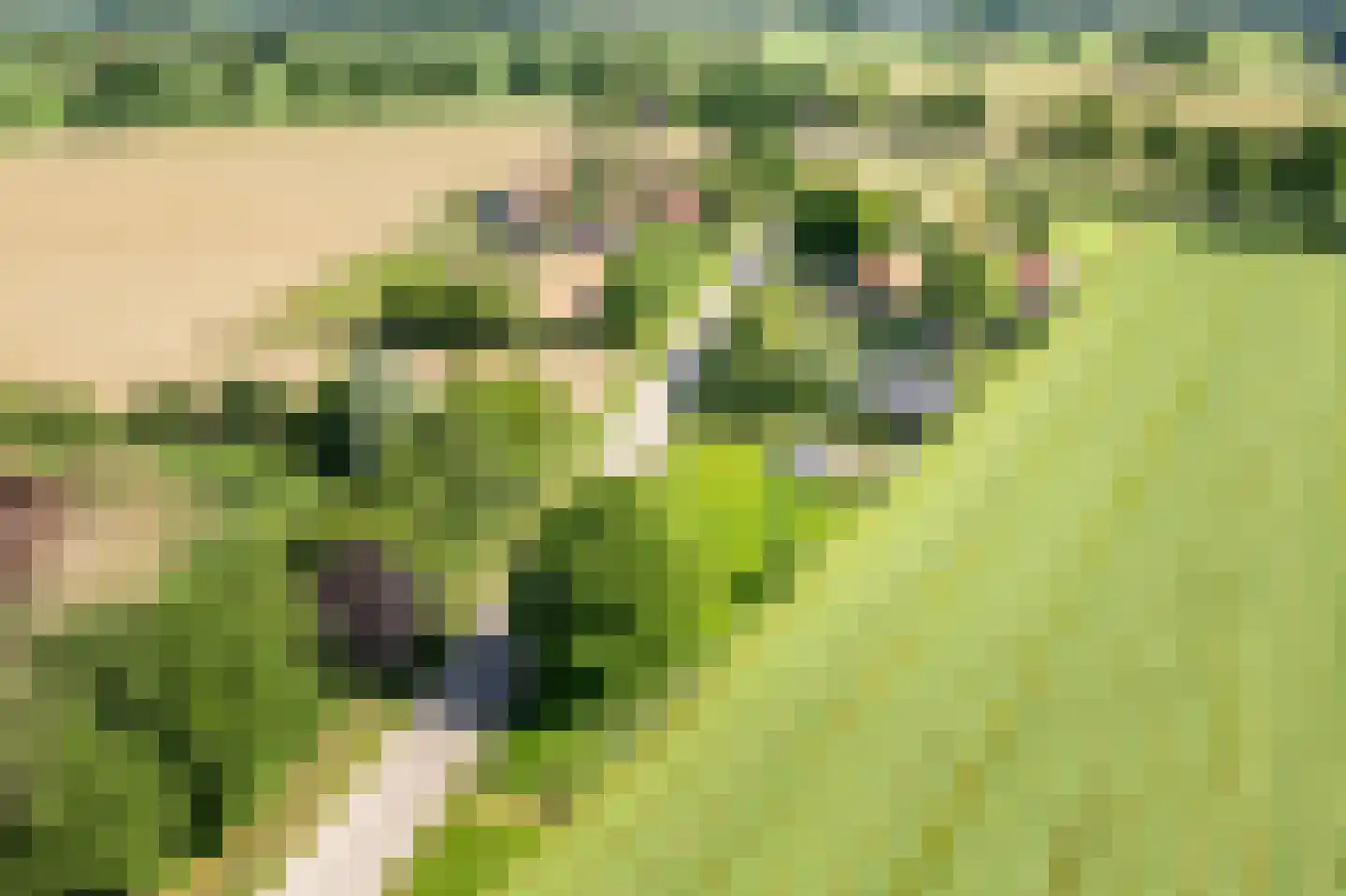 Uilenweg 3 Megchelen thumbnail 84