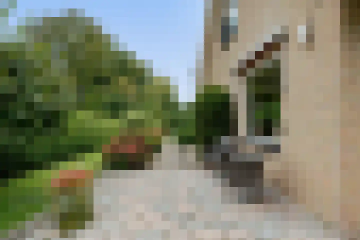 Uilevlucht 22 Heerenveen thumbnail 35