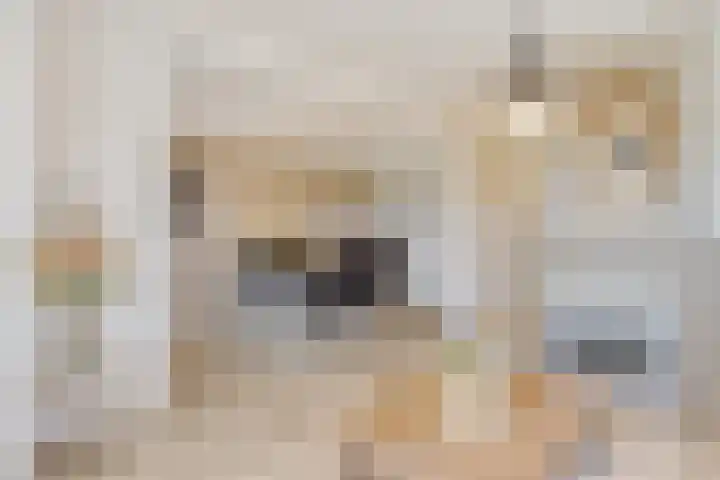 Uilland 10 Boven-Leeuwen thumbnail 19