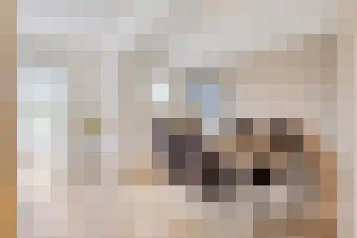 Uilland 10 Boven-Leeuwen thumbnail 20