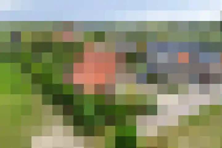 Uilland 10 Boven-Leeuwen thumbnail 5