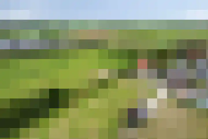 Uilland 10 Boven-Leeuwen thumbnail 6