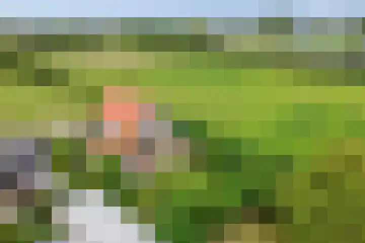 Uilland 10 Boven-Leeuwen thumbnail 7