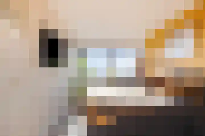 Uiterwaard 132 Zoetermeer thumbnail 54