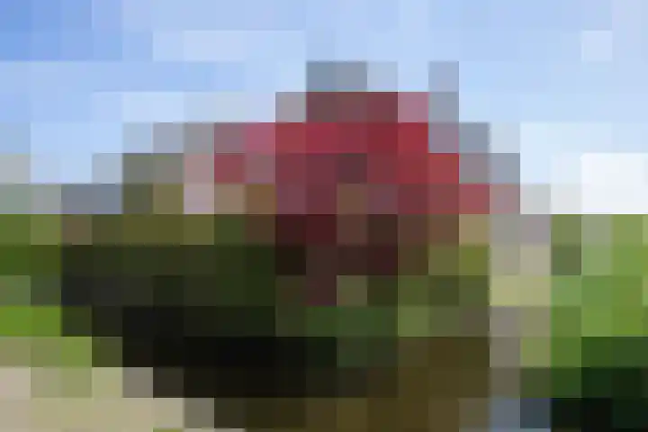 Uiterweg 309 Aalsmeer thumbnail 46
