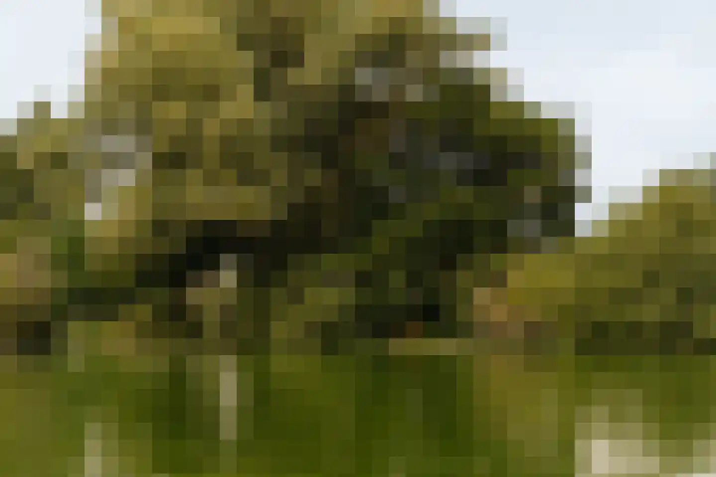 Uiterweg Aalsmeer thumbnail 16