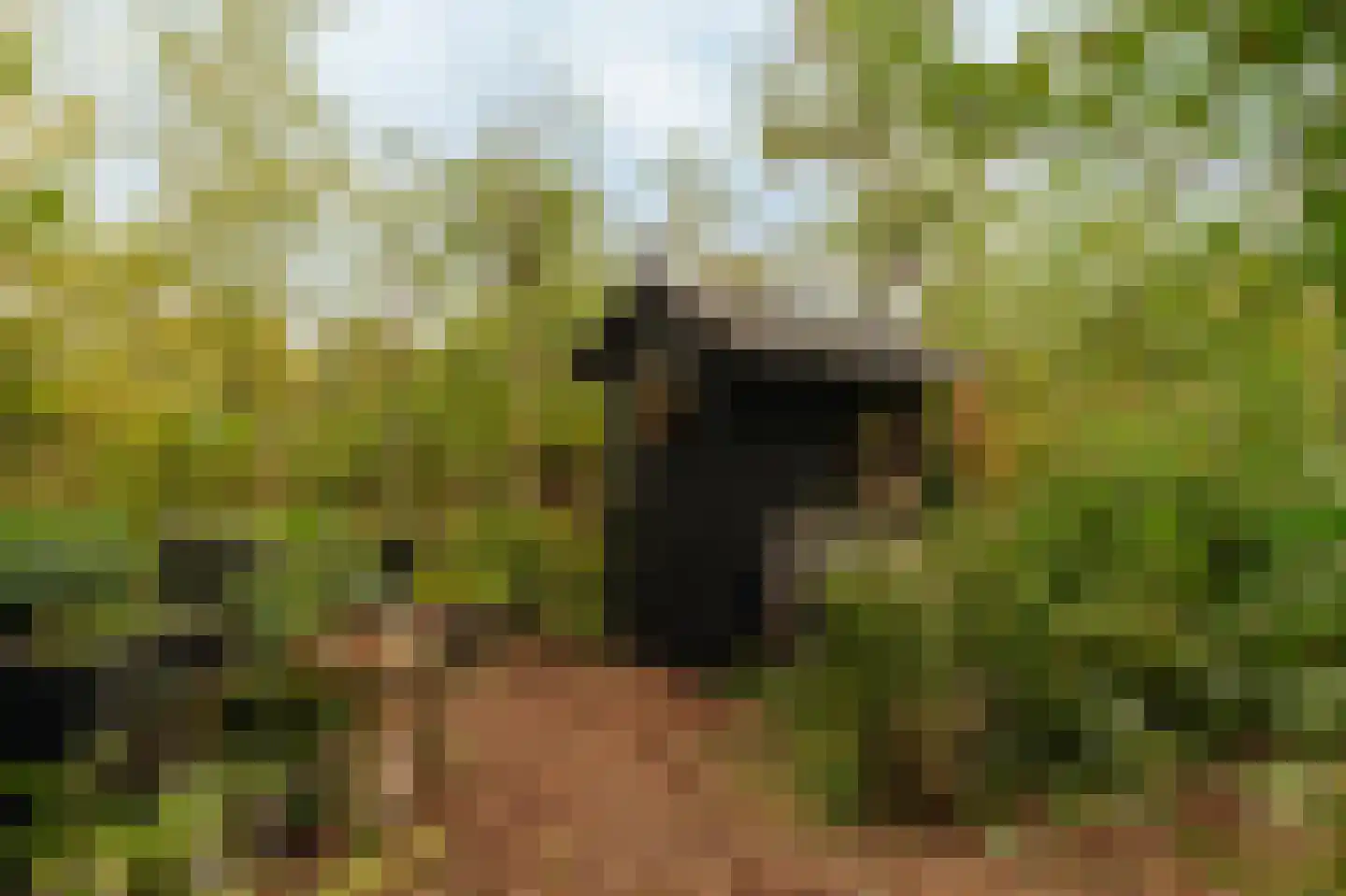Uiterweg Aalsmeer thumbnail 5