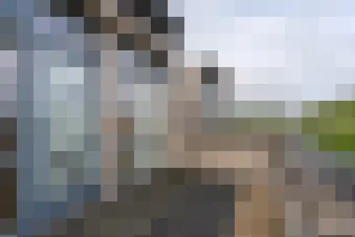 Uithof 6 Hedel thumbnail 21
