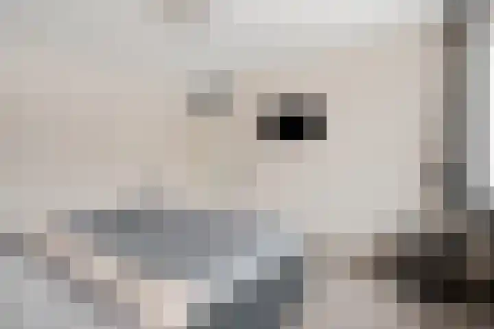 Uithof 84 Schoonebeek thumbnail 34