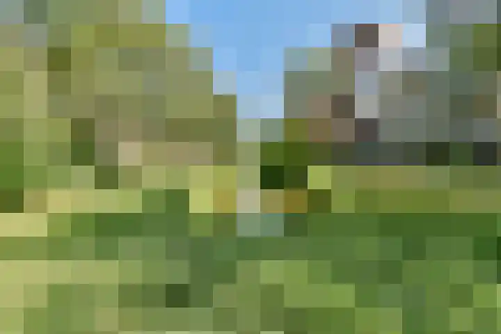 Uiver 6 Sassenheim thumbnail 26