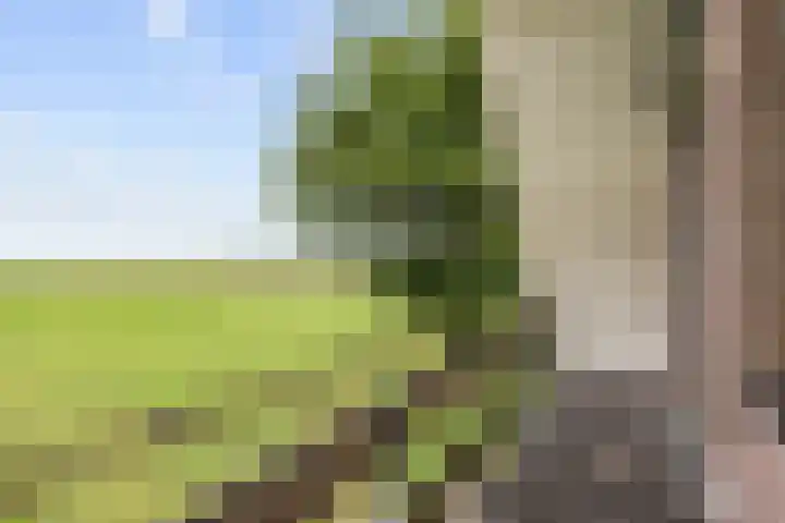 Ulbe Twijnstrawei 25 A Akkrum thumbnail 37