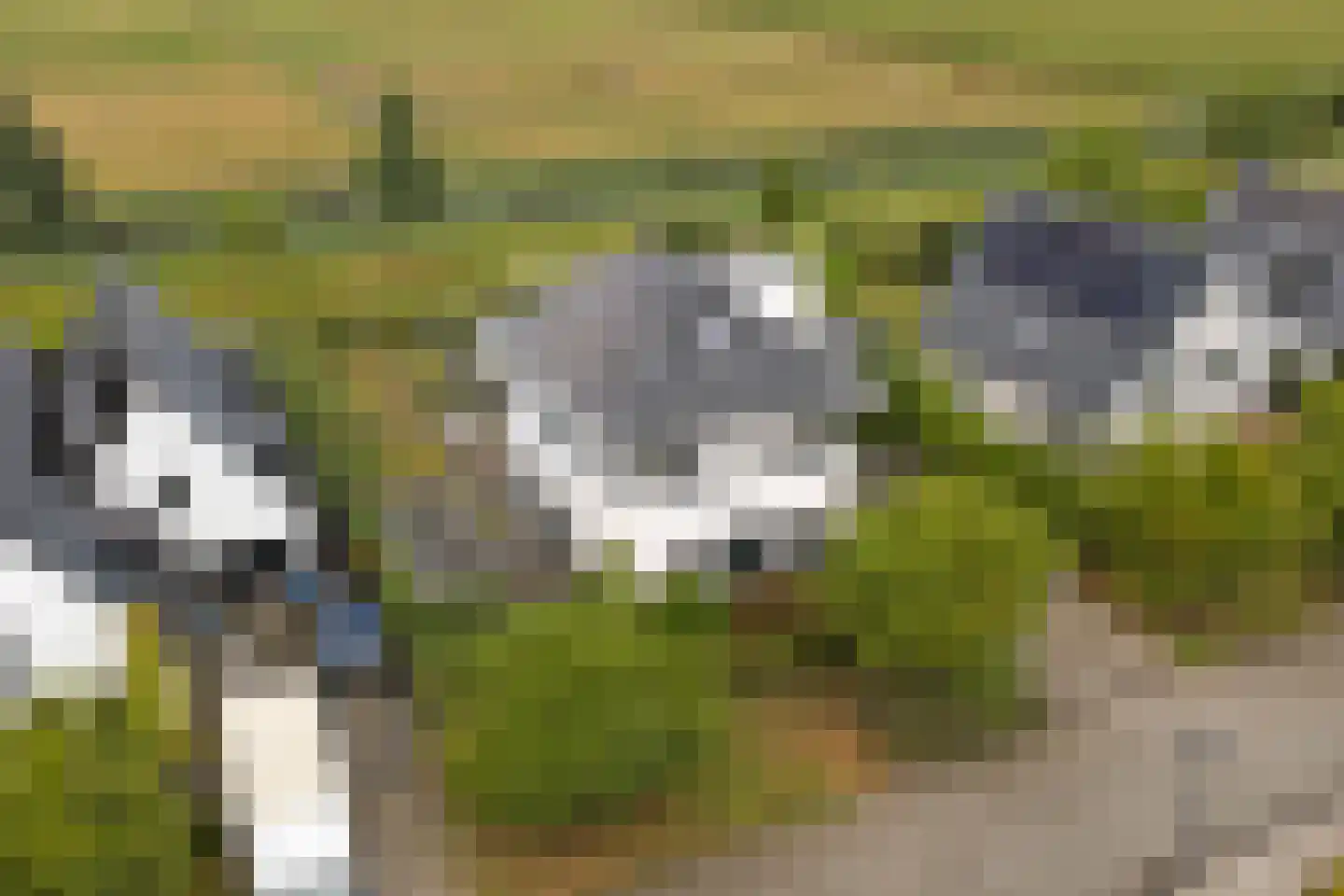 Ultramarijn 20 Dronten thumbnail 83