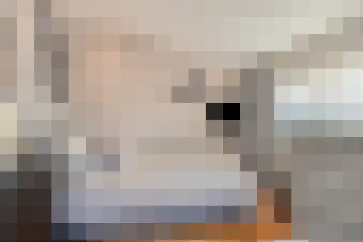 Umefors 21 Schiedam thumbnail 20