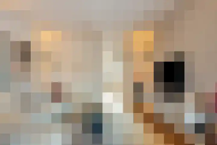 Umefors 21 Schiedam thumbnail 7