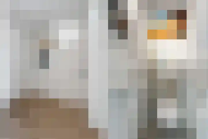 Urkwal 68 Almere thumbnail 10