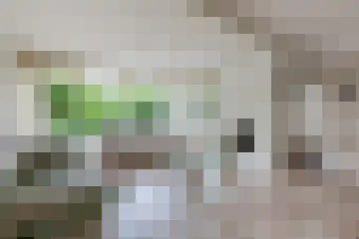 Ursulinenlaan 24 Bergen (NH) thumbnail 8