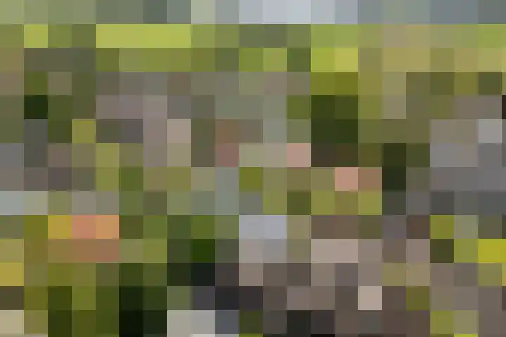 Utbuorren 13 Terherne thumbnail 37