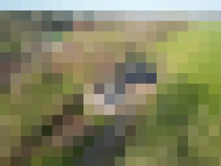 Uthôf 4 Siegerswoude thumbnail 32