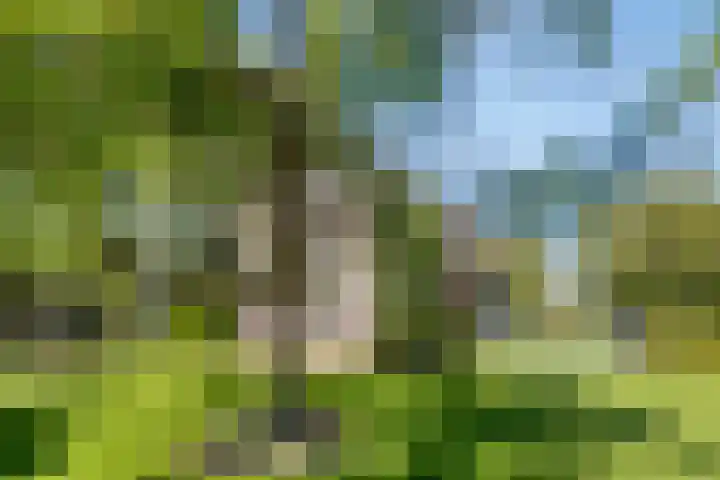 Uthôf 6 Siegerswoude thumbnail 12