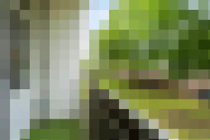 Utrechtsestraat 31 Budel thumbnail 13