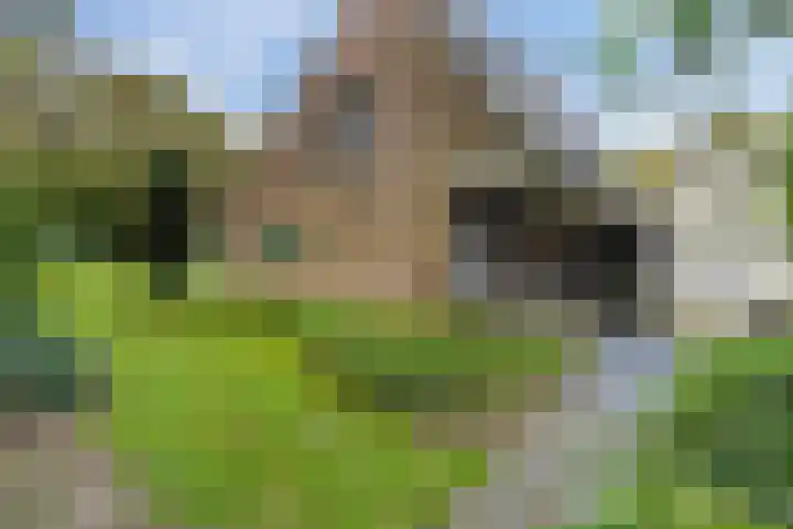 Uutlangen 15 Westerbork thumbnail 36