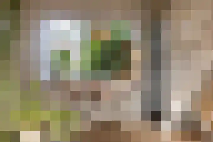 Vaanakker 19 Mierlo thumbnail 22