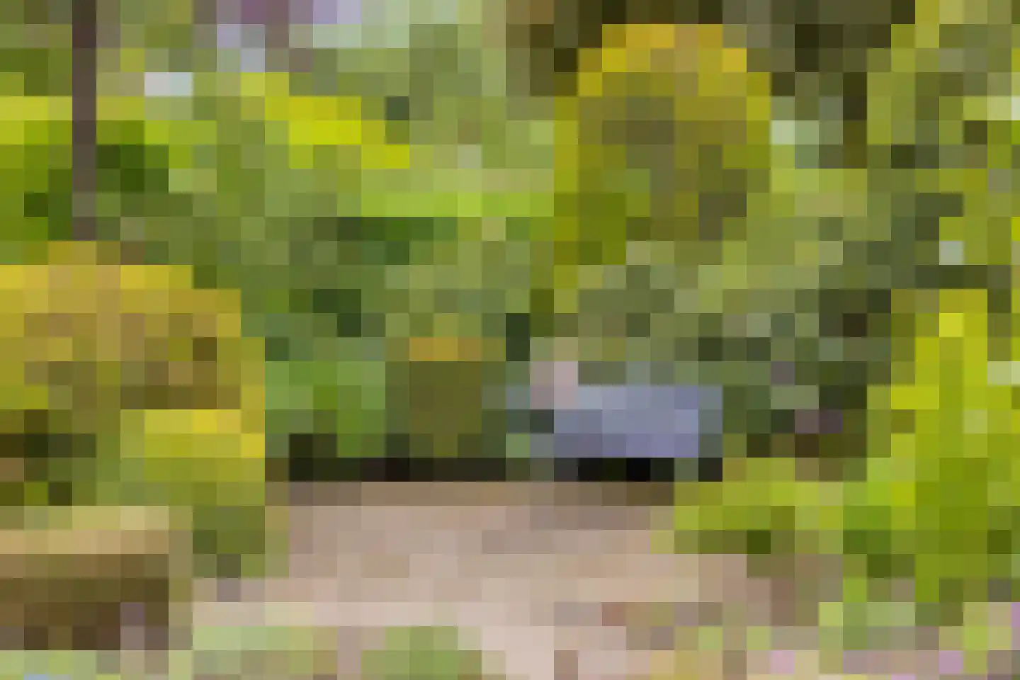 Vaanakker 61 Mierlo thumbnail 42