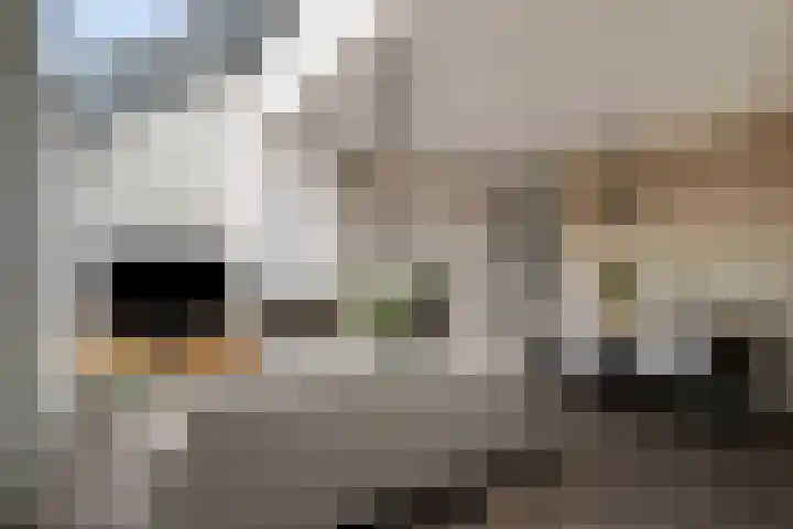 Vaandrig 18 Boxtel thumbnail 10