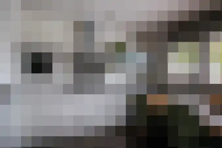 Vaandrig 18 Boxtel thumbnail 15